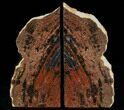 Tall Arizona Petrified Wood Bookends #34503-1